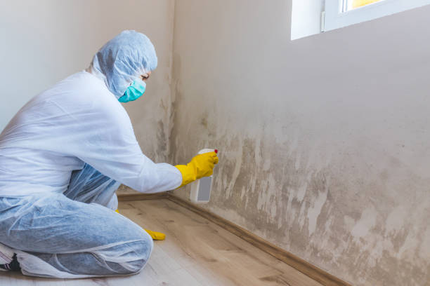 Licensed Basement Mold Removal service in Mercersburg, PA - WQB Mold Removal