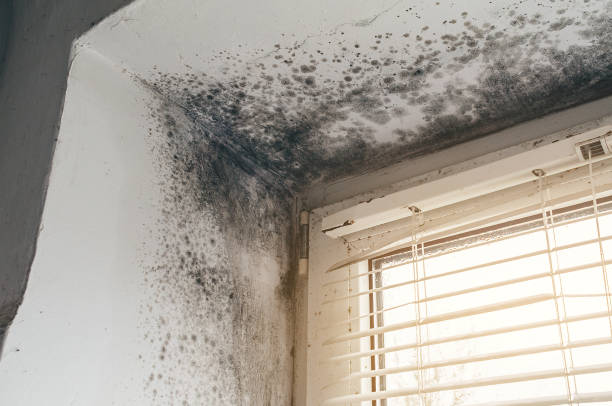 Affordable Basement Mold Removal solutions in Mercersburg, PA